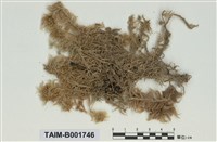 藏品(喙葉泥炭苔)的圖片